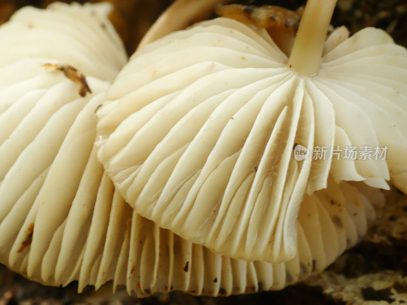 普通帽(Mycena galericulata)鳃特写